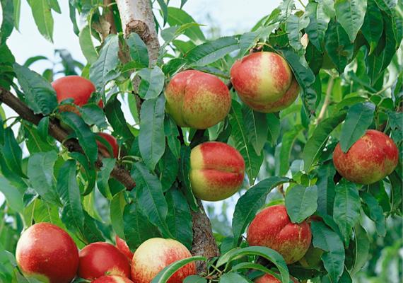 Obstbäume