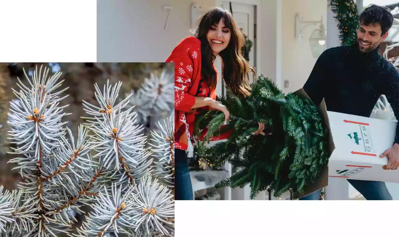 Vergleich Verschiedene Bäume Weihnachtsbaum-Arten: BAUR | im