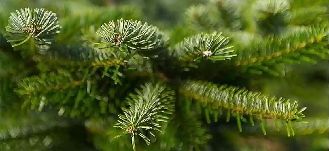 im Verschiedene | Vergleich Weihnachtsbaum-Arten: BAUR Bäume
