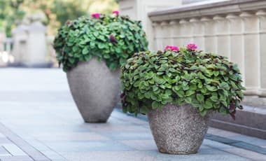 Pflanz- & Blumenkübel bepflanzen