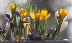 Frühlings-Blumenkästen