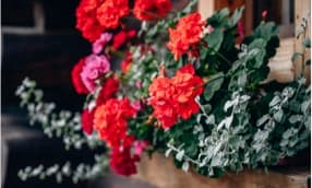 Sommerbepflanzung für Balkonkästen