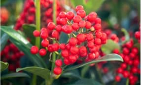 Winterpflanzen für Balkonkästen