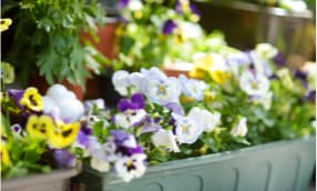 Blumenkasten ganzjährig bepflanzen