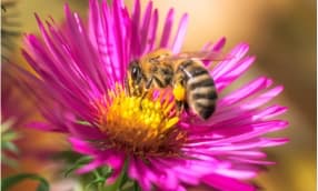 Bienenfreundliche Balkonkästen