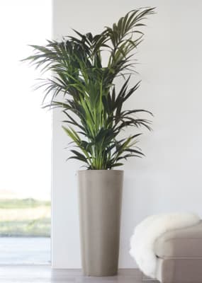 Blumentöpfe & Blumenkästen aus Kunststoff