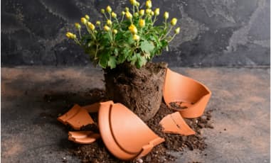 Blumentöpfe entsorgen & reinigen