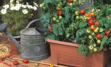 Tomaten im Pflanzkübel oder Blumentopf