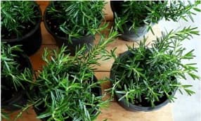 Kräutergarten anlegen