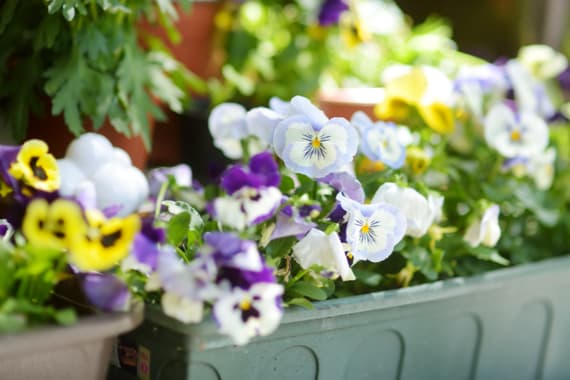 Blumenkasten bepflanzen ganzjährig