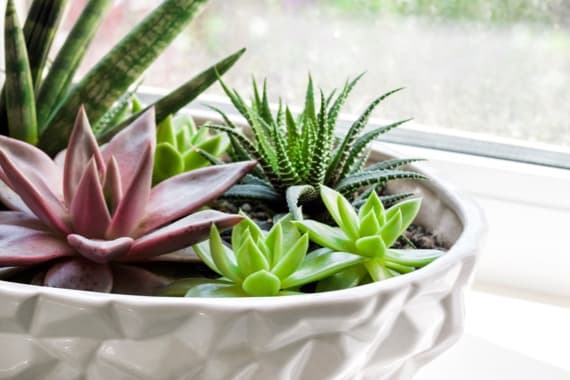 Schale bepflanzen ▷ Vorteile, Tipps & Ideen