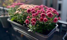 Herbstblumen für den Balkonkasten