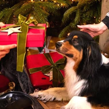 Hund liegt vor Weihnachtsbaum und schaut auf rote Geschenke, während Hände ein Geschenk überreichen und ihn streicheln
