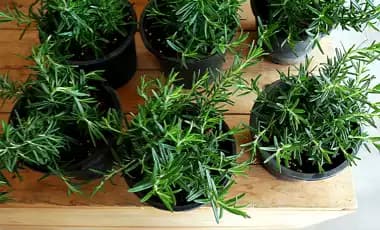 Kräutergarten anlegen