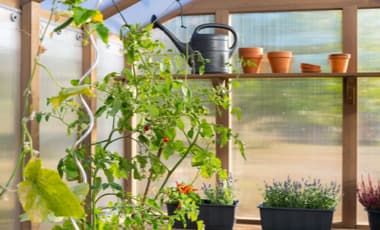 Gewächshaus richtig bepflanzen