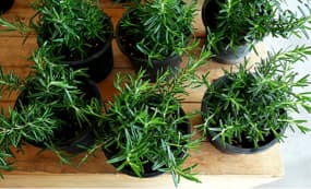 Kräutergarten anlegen