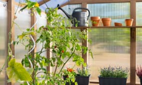 Gewächshaus richtig bepflanzen