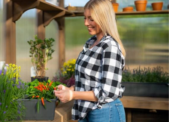Frau pflanzt Gemüse im Gewächshaus an