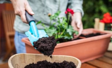 Balkonkästen bepflanzen