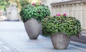 Pflanz- & Blumenkübel bepflanzen