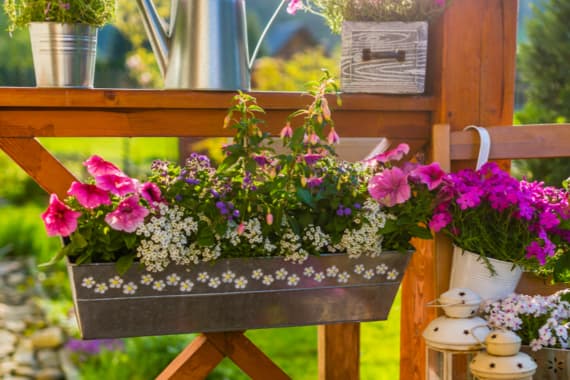 Balkonkästen: Wann bepflanzen