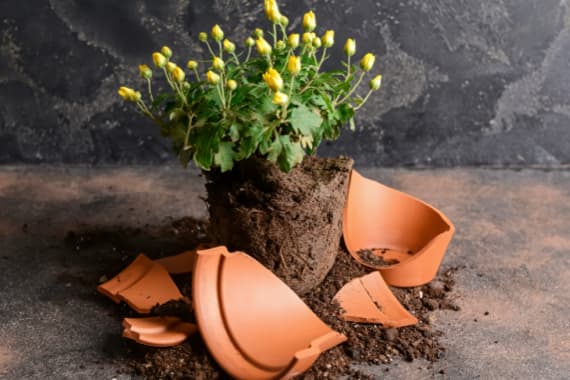 Blumentöpfe entsorgen & reinigen
