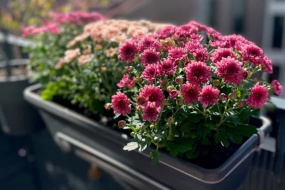 Herbstblumen für den Balkonkasten