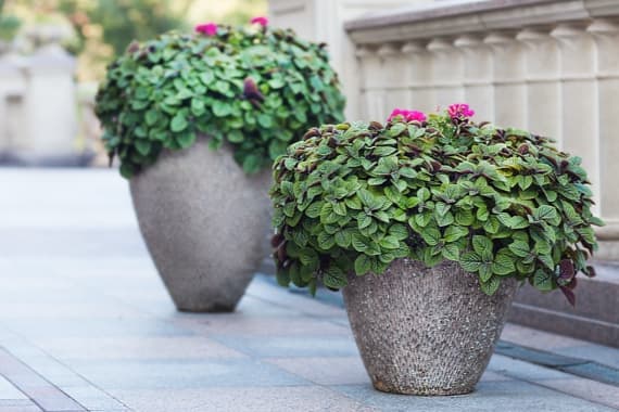 Pflanz- & Blumenkübel bepflanzen