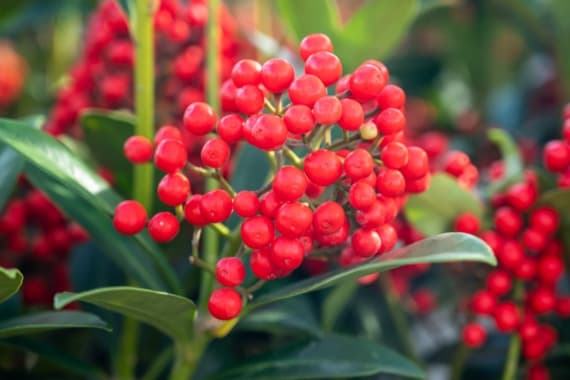 Winterpflanzen für den Balkonkasten