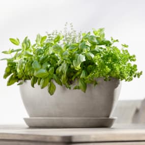 Blumentöpfe & Blumenkästen