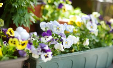 Blumenkasten ganzjährig bepflanzen