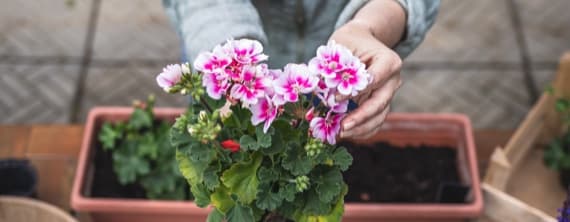 Balkonkasten richtig bepflanzen