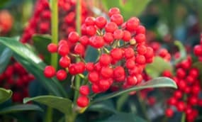 Winterpflanzen für Balkonkästen