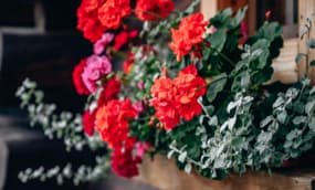 Sommerbepflanzung für Balkonkästen