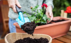 Balkonkästen bepflanzen