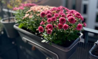 Herbstblumen für den Balkonkasten