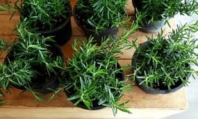 Kräutergarten anlegen