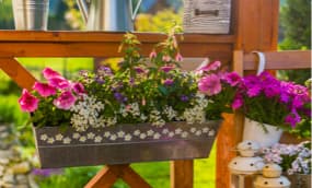 Balkonkästen: Wann bepflanzen?