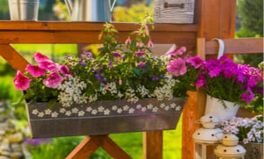 Balkonkästen: Wann bepflanzen?