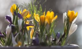 Frühlings-Blumenkästen