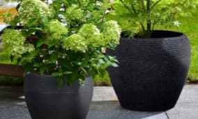 Blumenkasten Pflanzideen