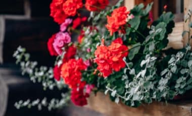 Sommerbepflanzung für Balkonkästen