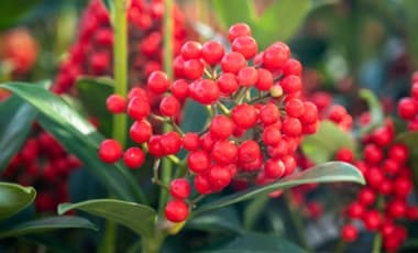 Winterpflanzen für den Balkonkasten