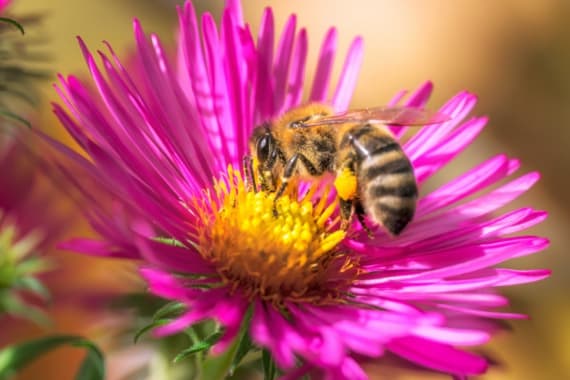 Bienenfreundlicher Balkonkasten