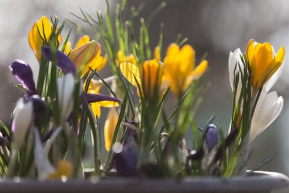 Frühlings-Blumenkästen