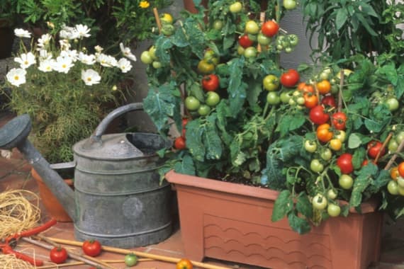Tomaten im Pflanzkübel