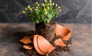 Blumentöpfe entsorgen & reinigen
