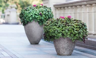 Pflanz- & Blumenkübel bepflanzen