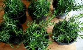 Kräutergarten anlegen