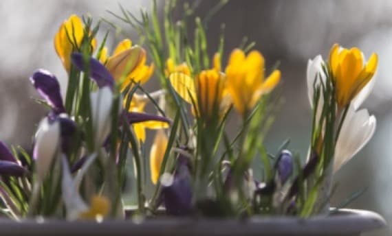 Frühlings-Blumenkästen